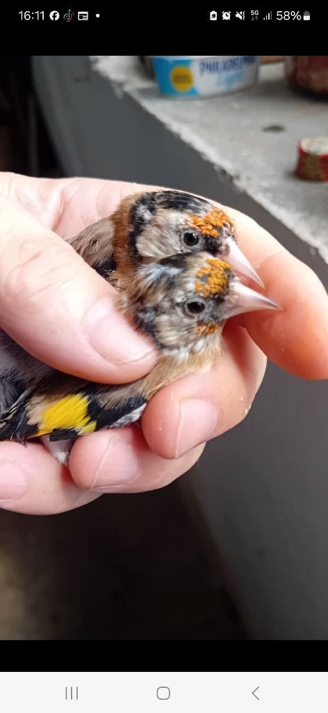 Couple 2026 en 2.5, Animaux & Accessoires, Oiseaux | Oiseaux Autre