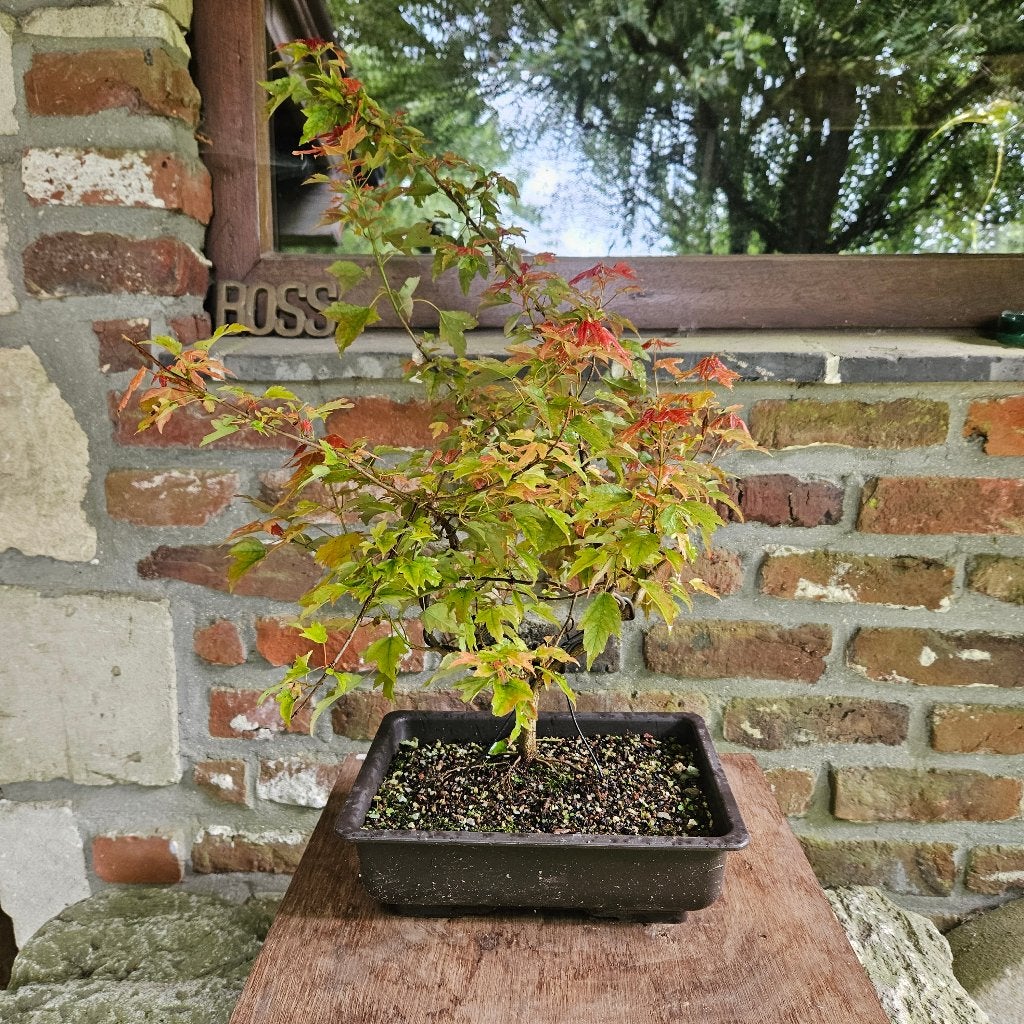 Acer voor Bonsai, Tuin en Terras, Ophalen