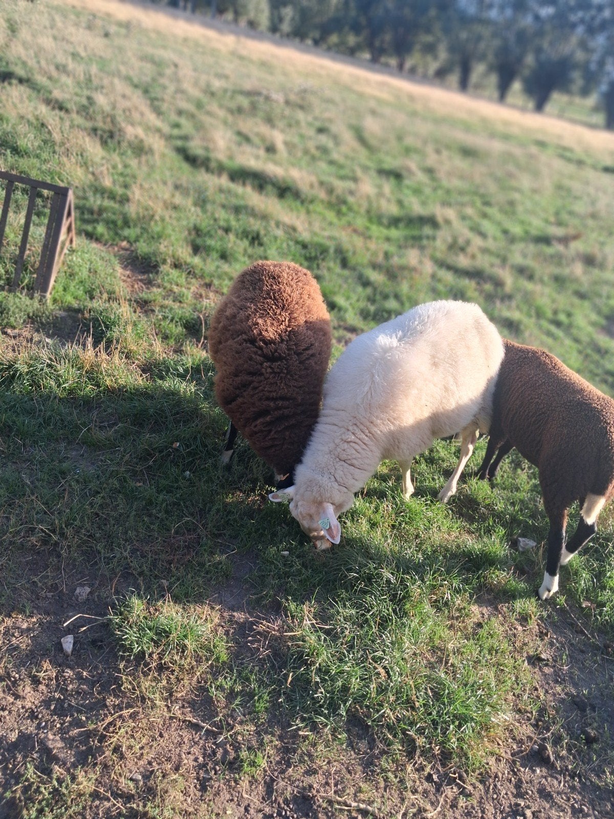 femelle Zwartbles, Animaux & Accessoires, Femelle, Mouton, 0 à 2 ans