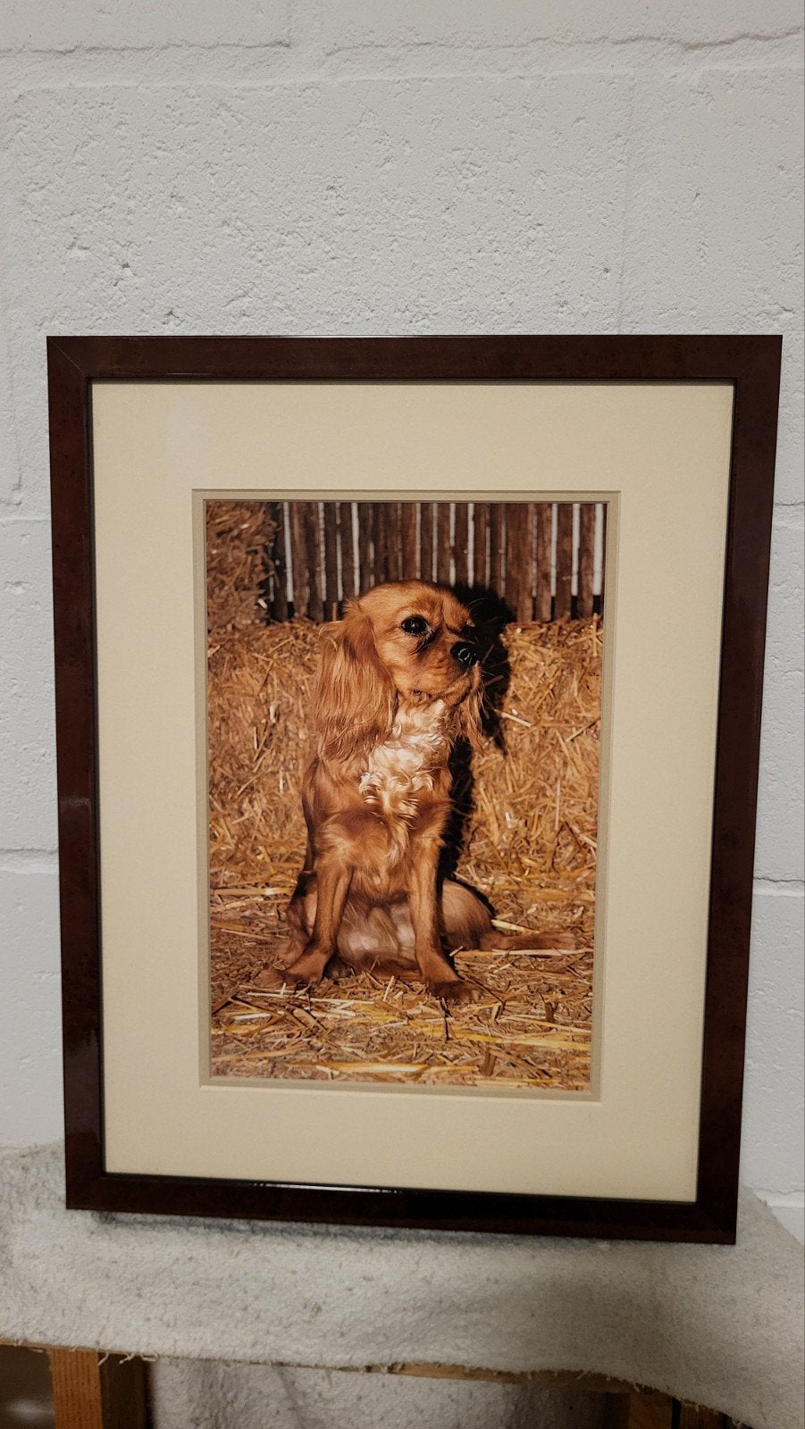 Cavalier honden met mooie omlijsting, Enlèvement, Comme neuf
