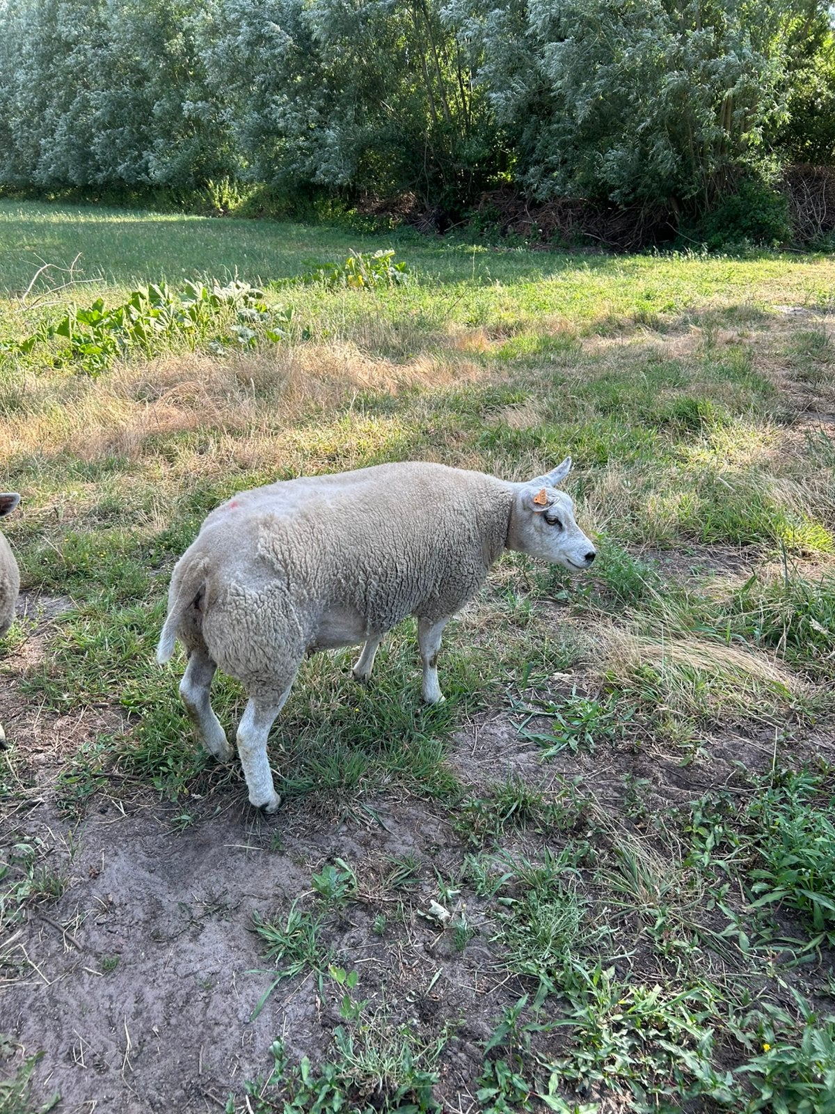 jaarling texels stamboek