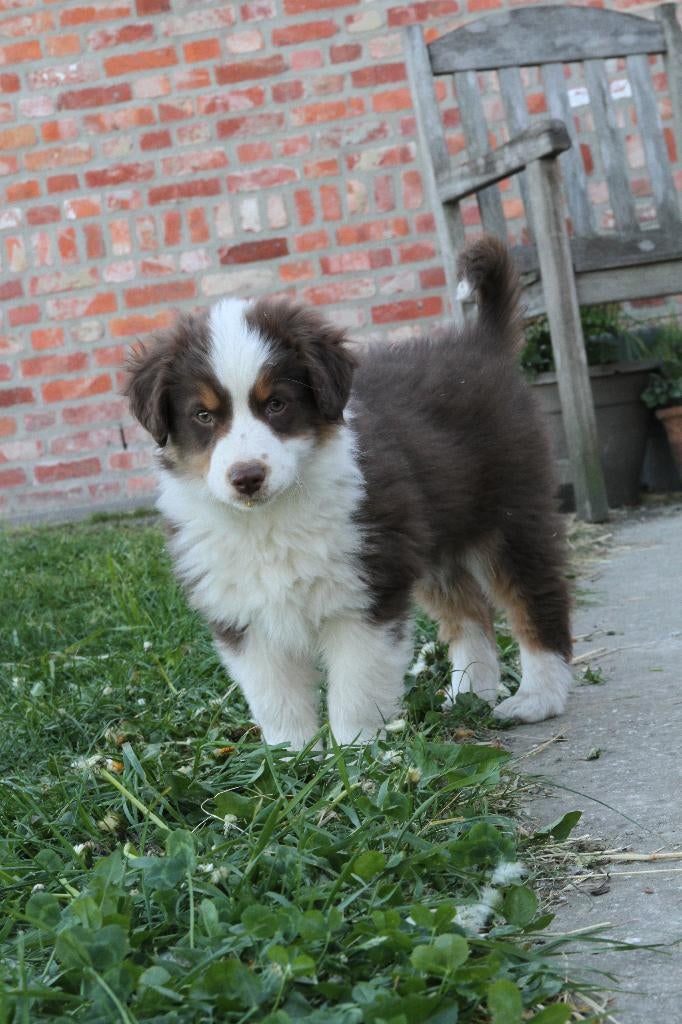 Mini American Shepherd - Mini Aussie, Particulier, Belgique, 8 à 15 semaines, Plusieurs