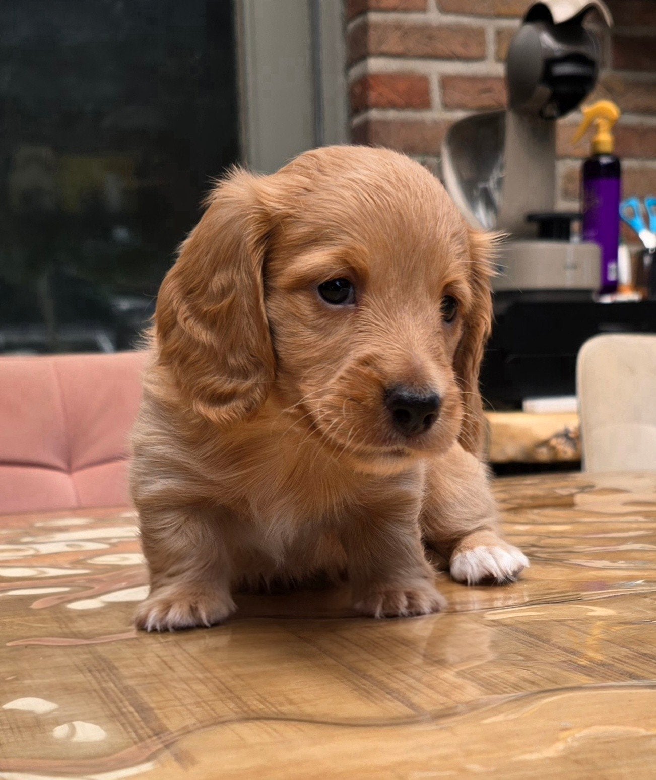 Prachtig Mooie Langhaar Dwerg reutjes, Animaux & Accessoires, Chiens | Teckels & Bassets, Chien (mâle), Maladie de Carré (chiens)