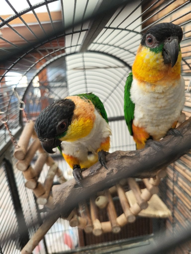 2 handtamme zwartkop caique's, Plusieurs animaux, Perroquet, Domestique