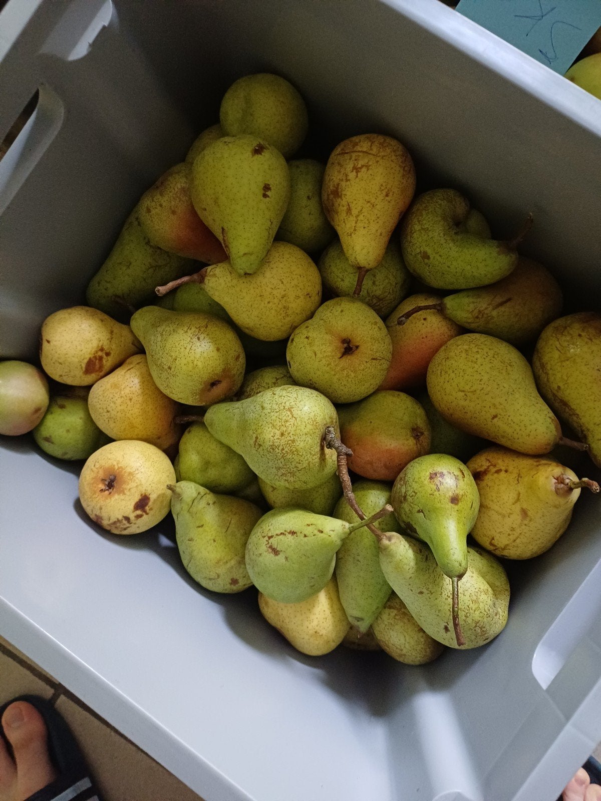 11.5 kilos de poires pour 20€, Divers, Produits alimentaires, Enlèvement
