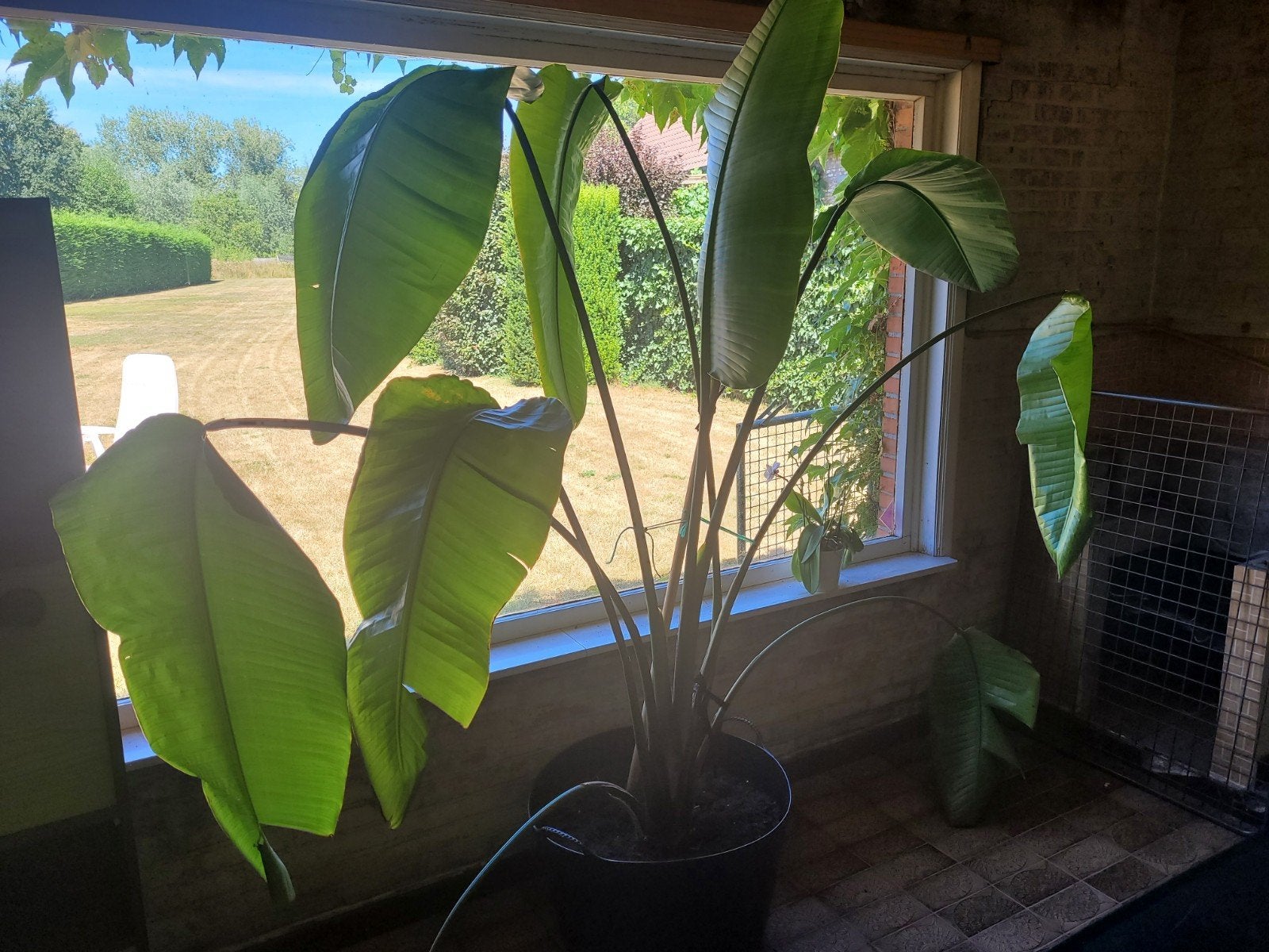 Grote Strelitzia / paradijsvogelplant te koop, Tuin en Terras, Ophalen