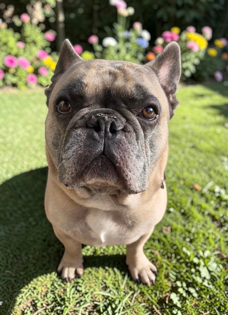 Dekreu Franse bulldog, 6 jaar of ouder, België, Fokker | Hobbymatig, Reu