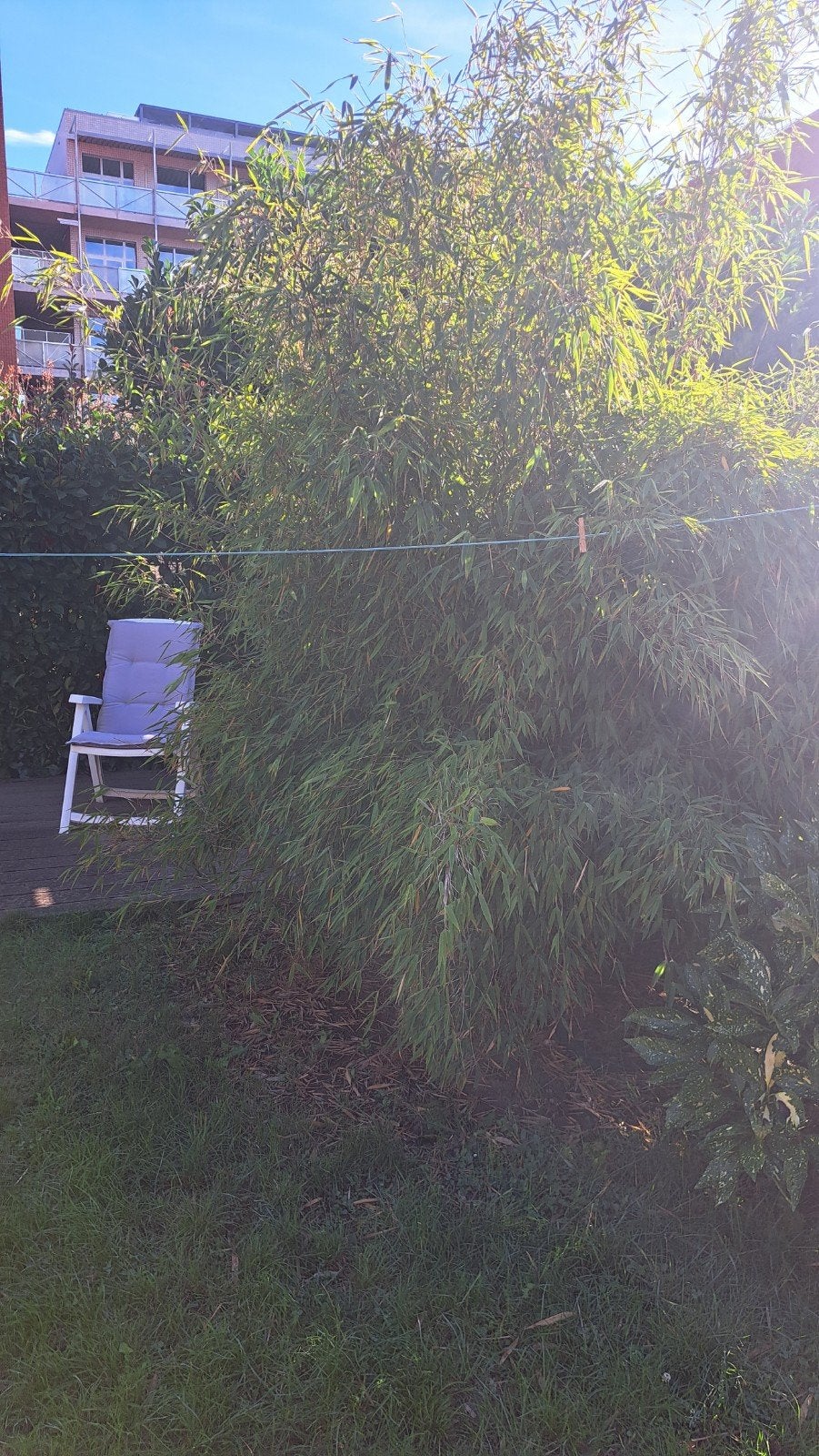 bambou fargesia de 2m, Jardin & Terrasse, Enlèvement, 100 à 250 cm