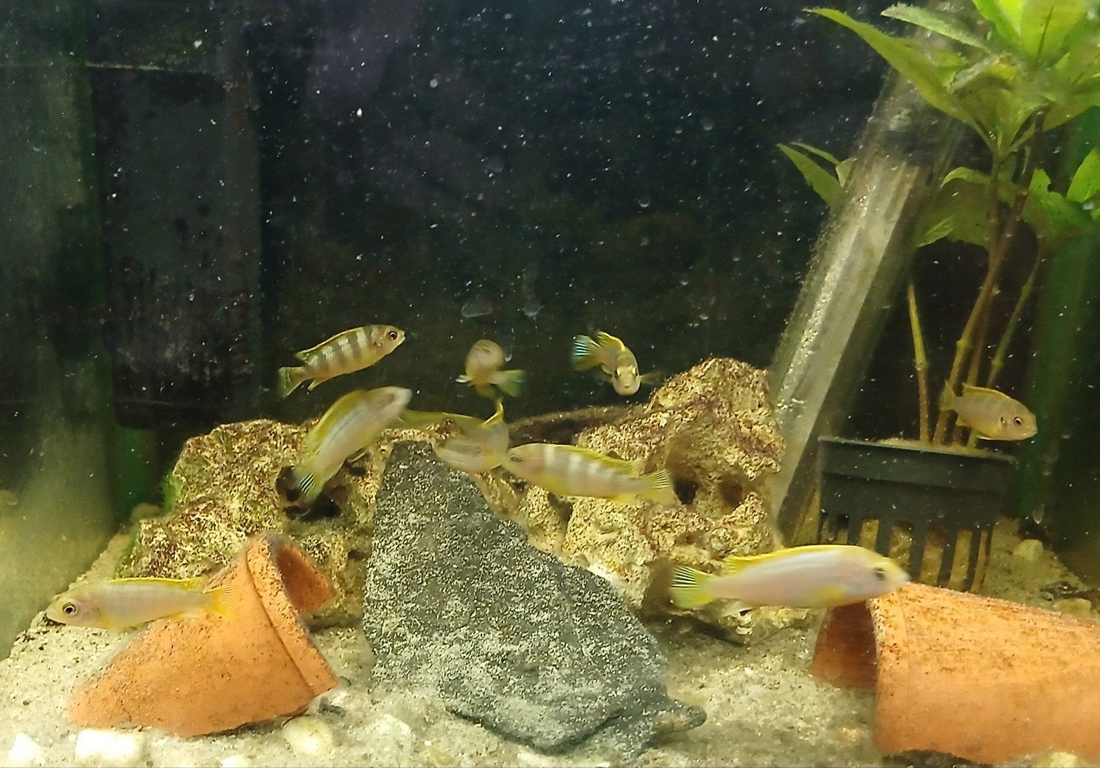 Perlmutt malawi cichlide, Poisson, Poisson d'eau douce