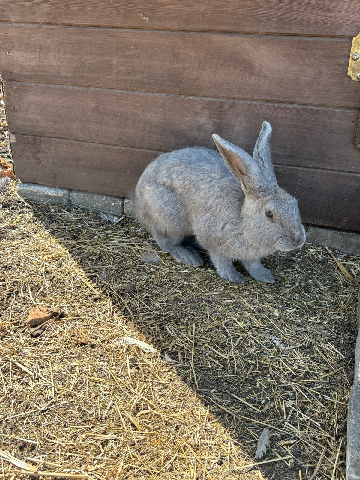 Blauw van Sint-Niklaas Rammelaars (2), Dieren en Toebehoren, Mannelijk, Middelgroot, 0 tot 2 jaar