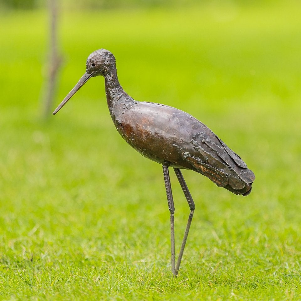 Beaux oiseaux - Godwit, Enlèvement ou Envoi