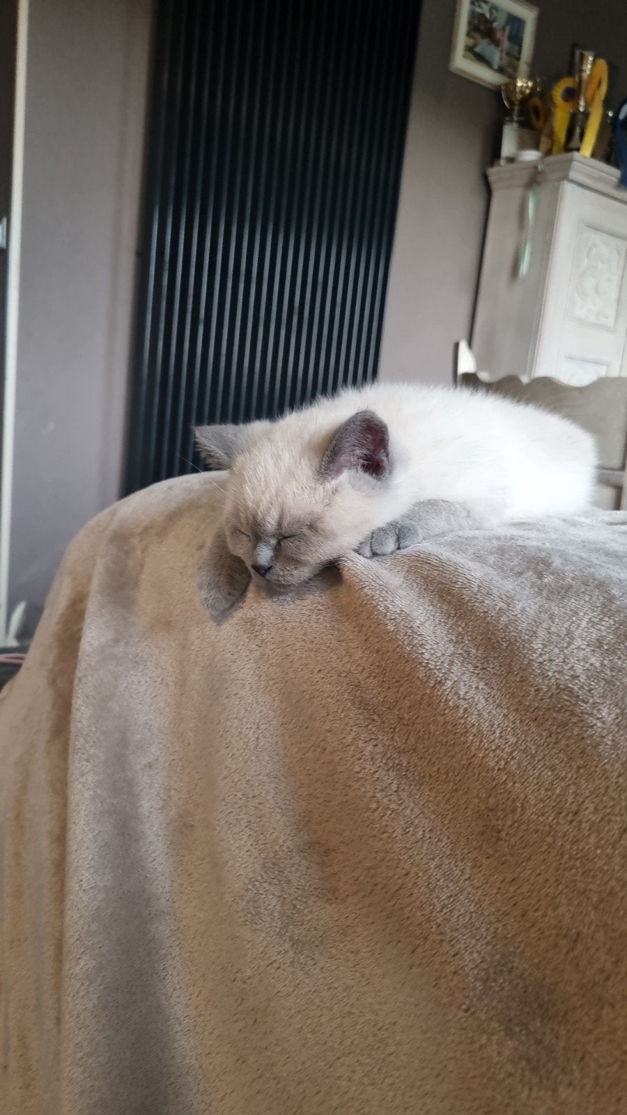 Laatste Britse Korthaar Blue Point, Dieren en Toebehoren, Kater, Met stamboom, 0 tot 2 jaar