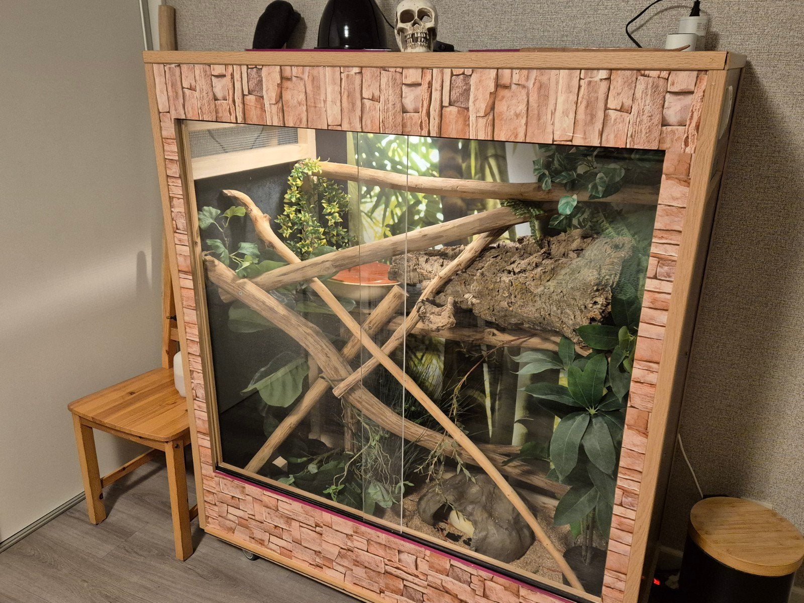 Boa constrictor met terrarium groot, Dieren en Toebehoren, Reptielen en Amfibieën, Slang, 3 tot 6 jaar, Met terrarium, Tam