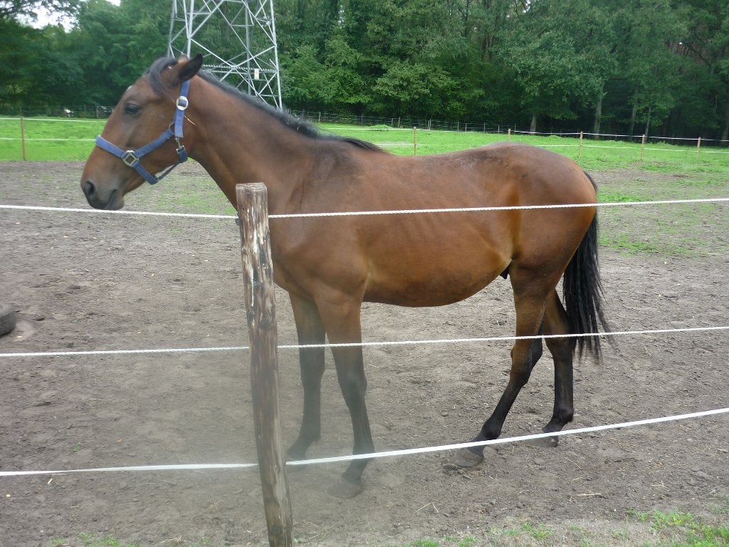 veulen van een groot paard, Dieren en Toebehoren, Springpony, 0 tot 2 jaar, Hengst, Onbeleerd