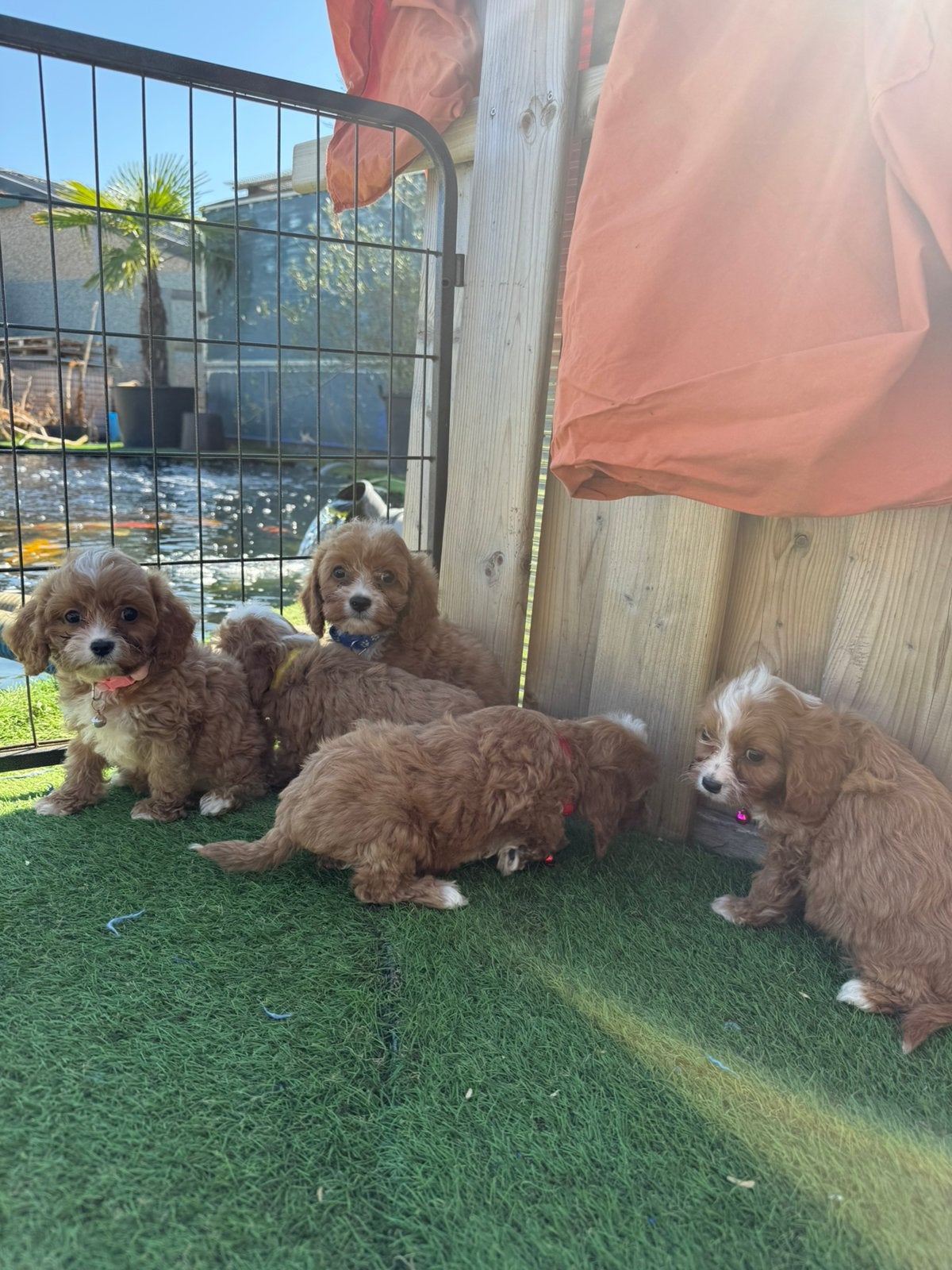 Prachtige cavapoo pups, Dieren en Toebehoren, Honden | Chihuahua's en Gezelschapshonden, België, Overige rassen, CDV (hondenziekte)