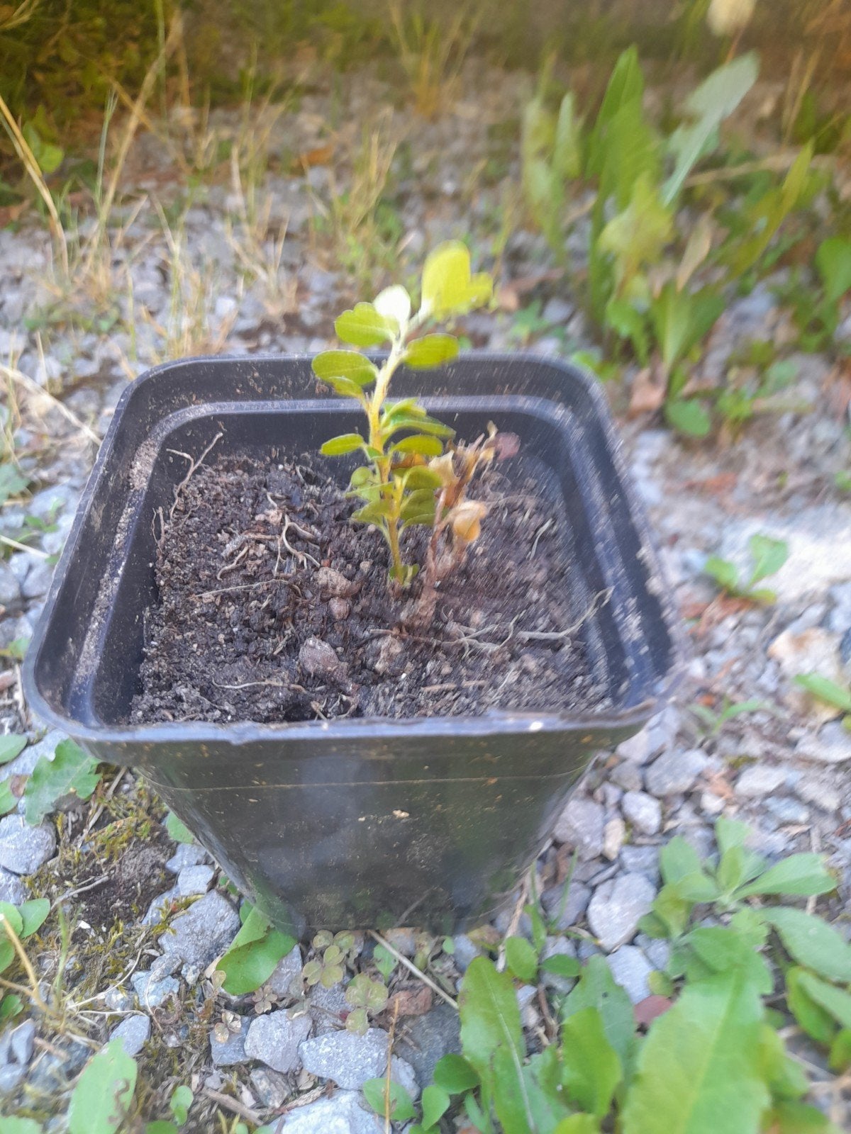 Baby cotoneaster, Tuin en Terras, Ophalen of Verzenden