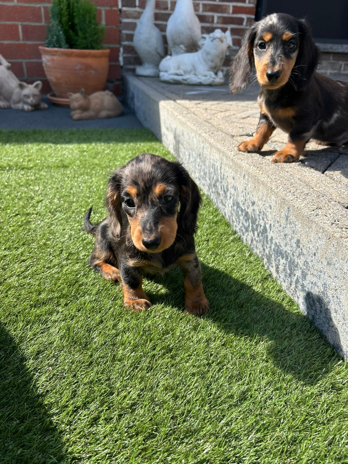 Langharige teckel pups merle, Animaux & Accessoires, Chiens | Teckels & Bassets, Éleveur | Professionnel, Plusieurs, Belgique