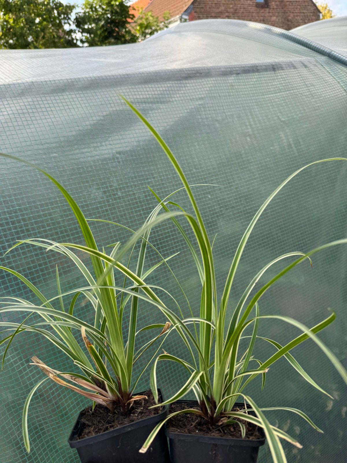 Japanse zegge - Carex morrowii 'Ice Dance', Enlèvement
