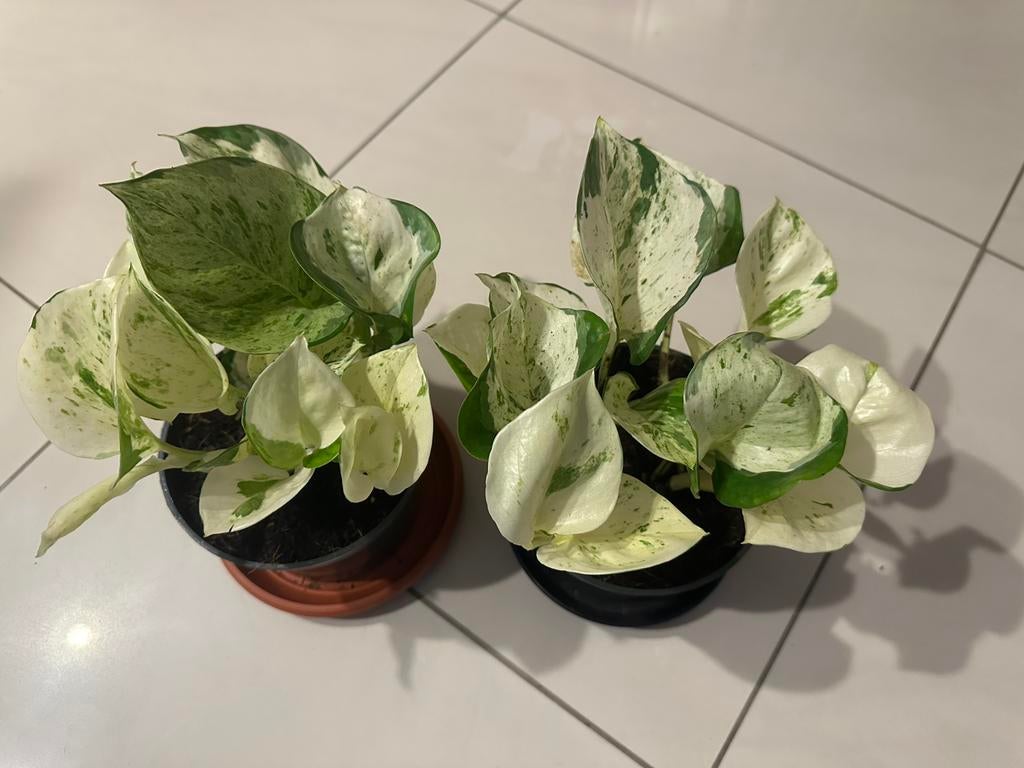 Epipremnum 'Happy leaf', Huis en Inrichting, Kamerplanten, Ophalen, Overige soorten, Halfschaduw, In pot