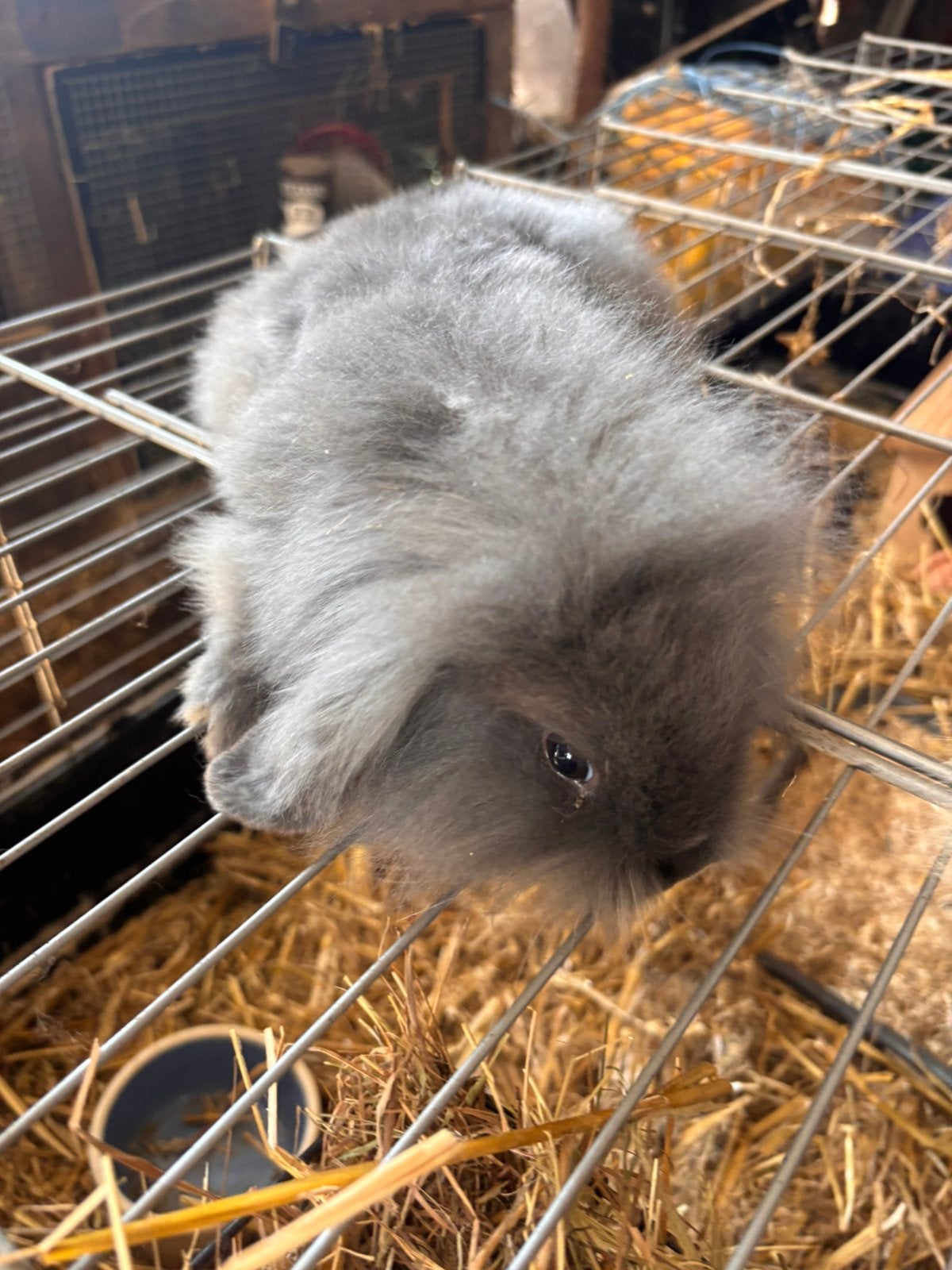 Vrouwtje, Dieren en Toebehoren, Vrouwelijk, Dwerg, Hangoor, 0 tot 2 jaar