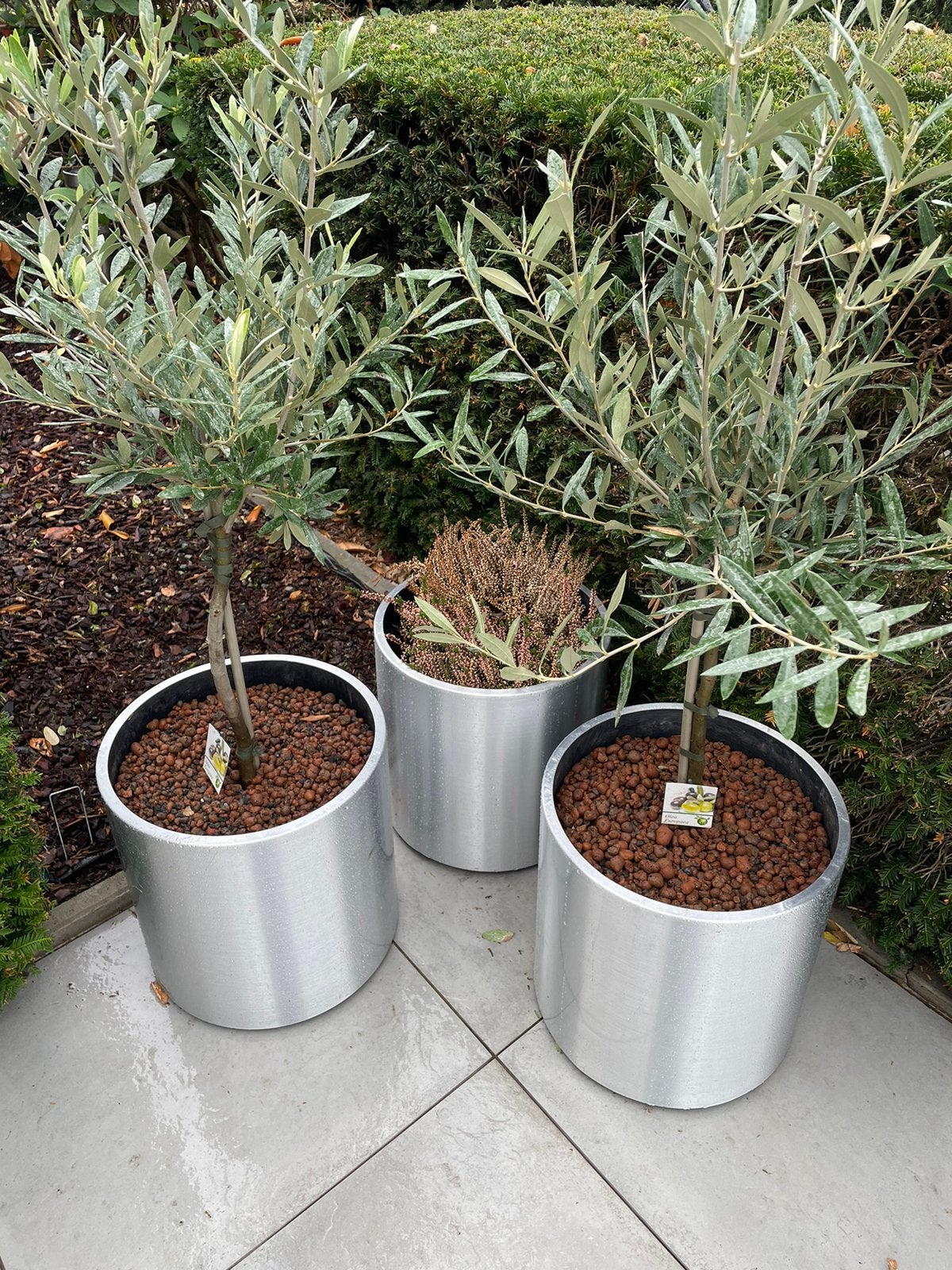 Olijfboom met pot, Tuin en Terras, Ophalen, Olijfboom