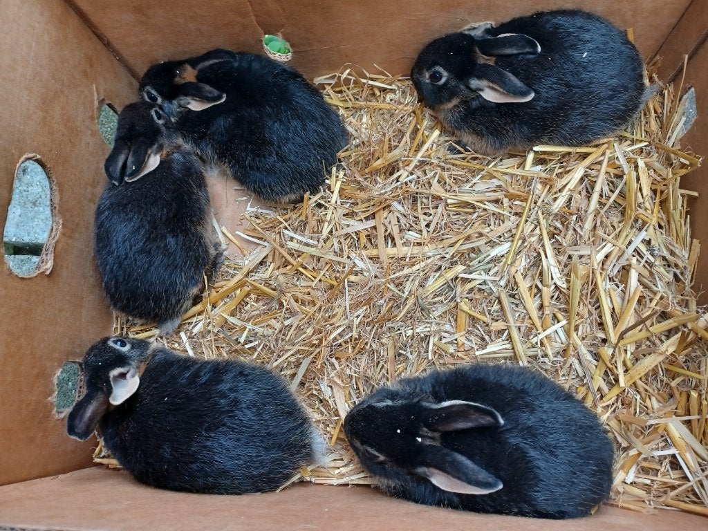 dwerg konijntjes, Dieren en Toebehoren, Konijnen, Dwerg