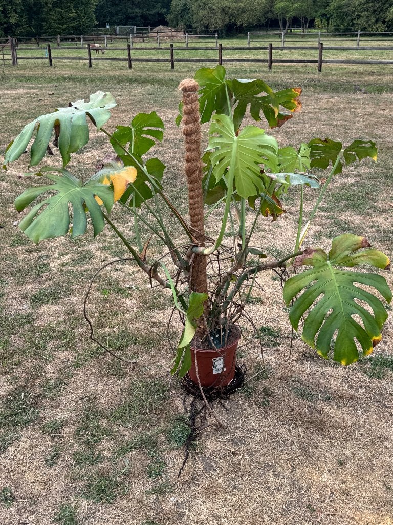 Monstera plant, Ophalen