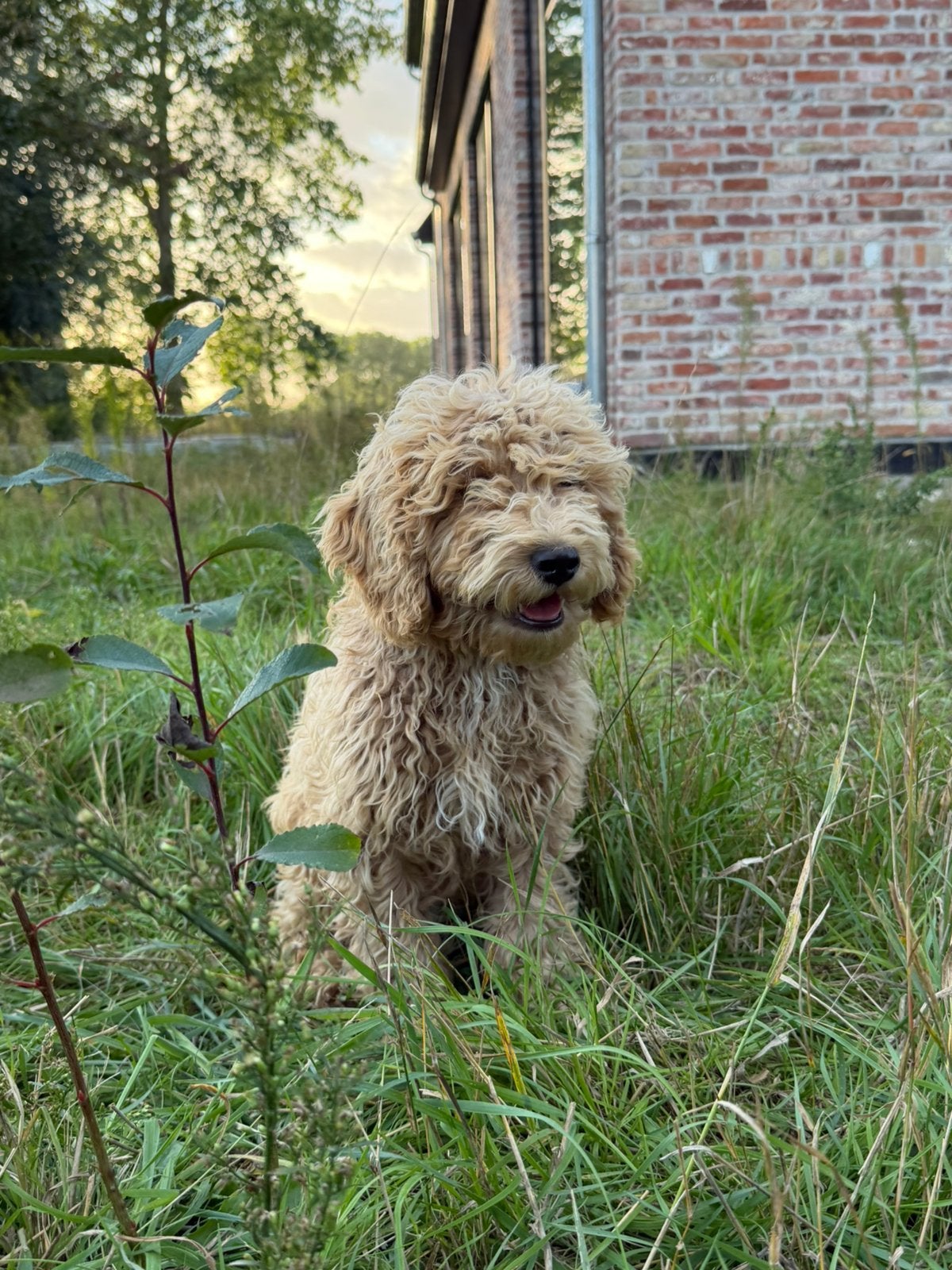 Mooie mini labradoodle pups!, Dieren en Toebehoren, België, 15 weken tot 1 jaar, CDV (hondenziekte), Labrador retriever