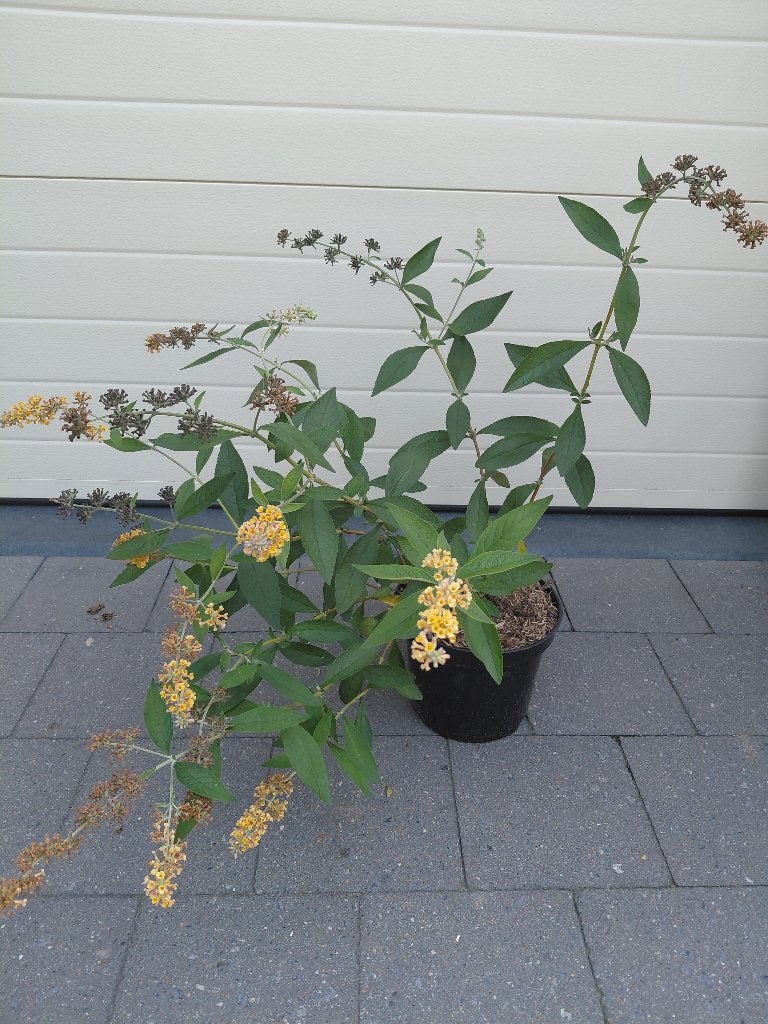 Buddleya Sungold, Tuin en Terras, Ophalen, Vlinderstruik