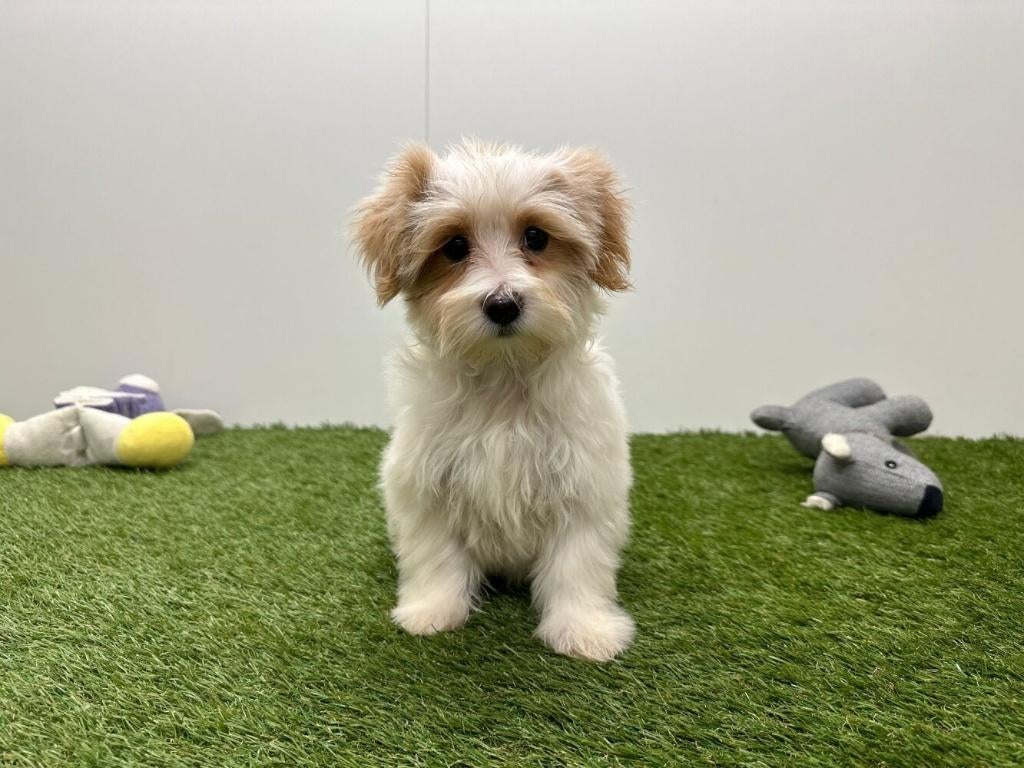 Maltipoo pups, België, 8 tot 15 weken, Parvo, Meerdere