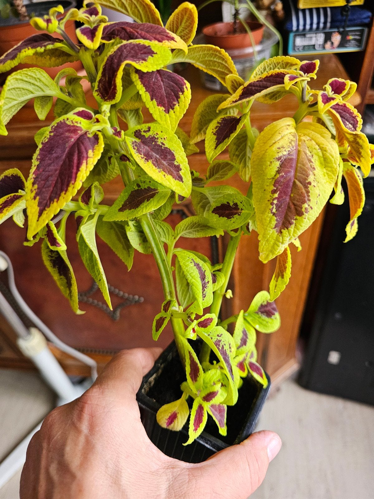 Coleus 5€ le pot, Enlèvement