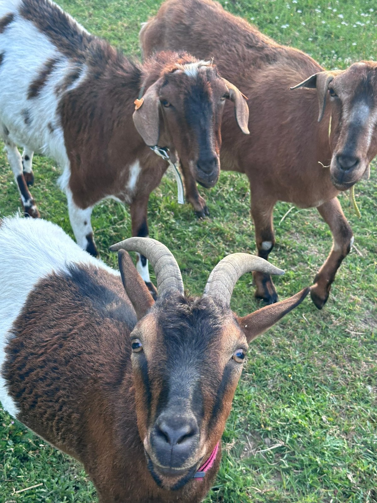 3 Supertamme Gecastreerde Bokjes, Dieren en Toebehoren