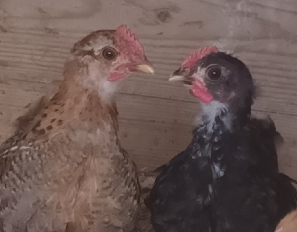 Cochin kriel, Dieren en Toebehoren, Mannelijk, Kip