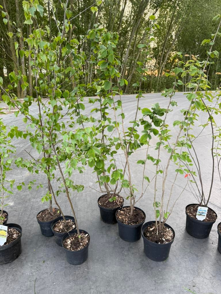10 jonge bomen in pot, Cornus-amelanchier-hazelaar-berk, Tuin en Terras, Ophalen