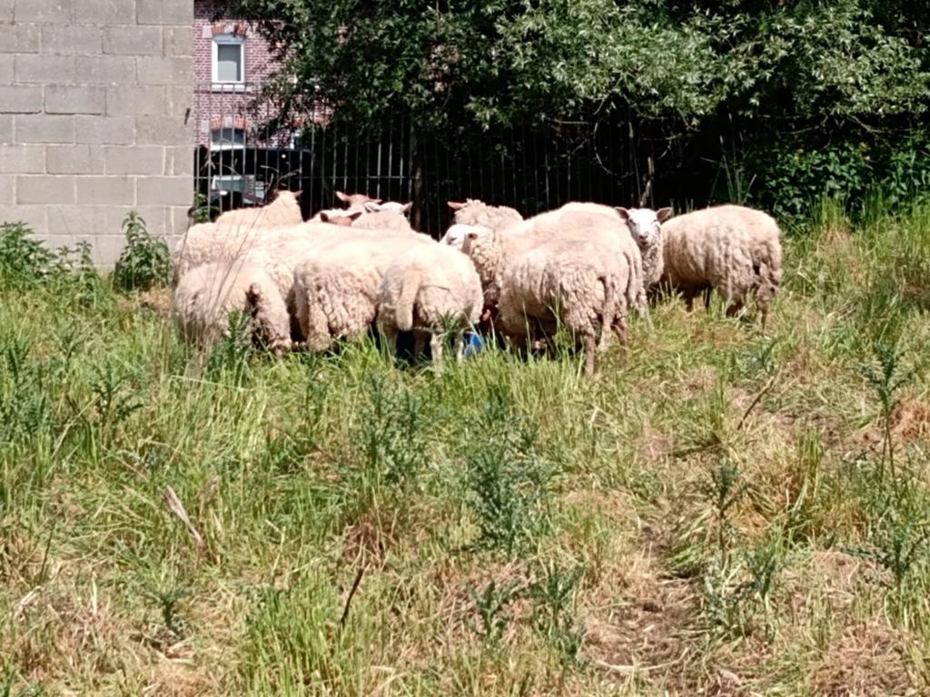 Bélier 6-12 mois