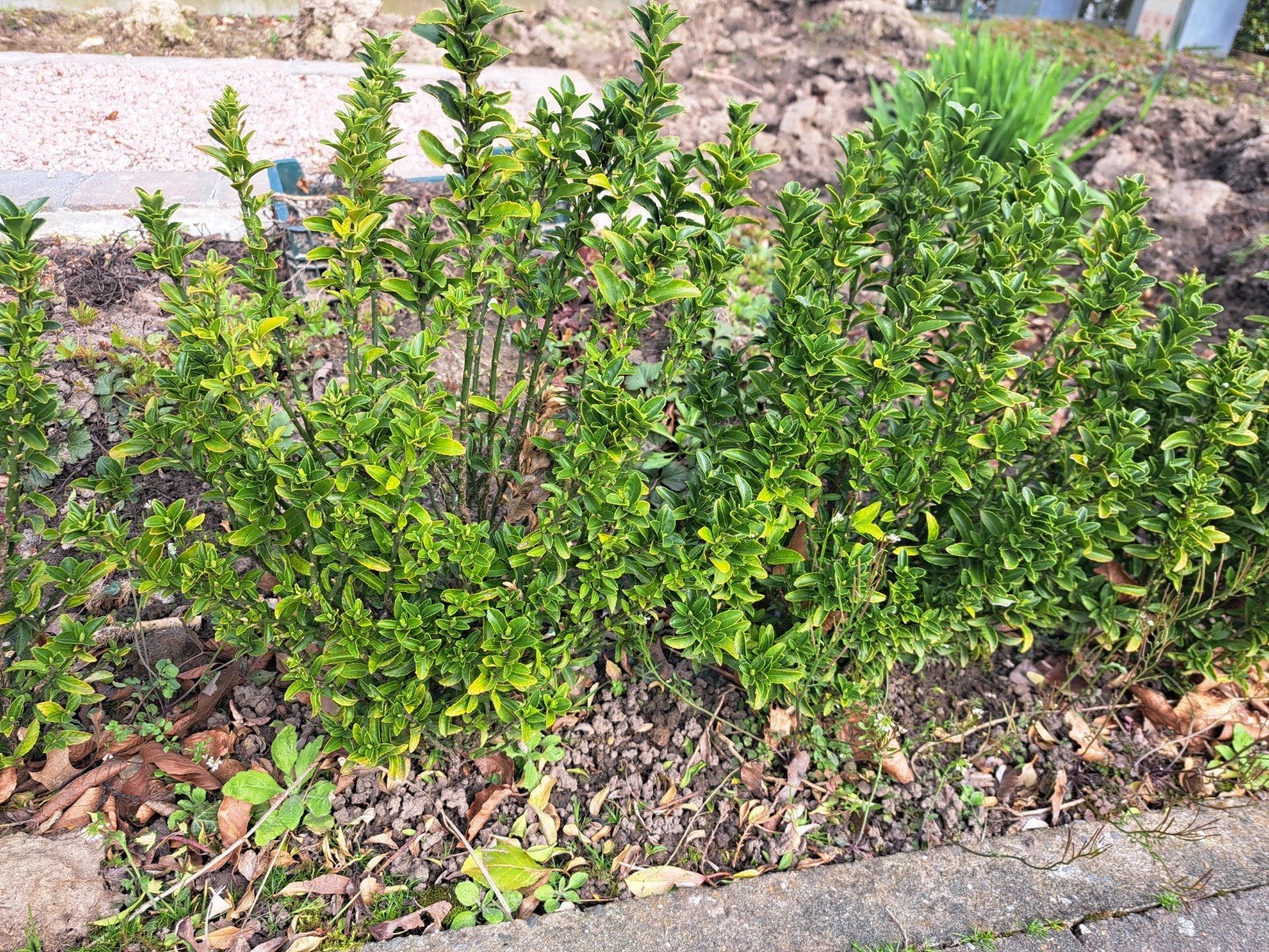 Euonymus Jap. Green Spire, Ophalen, Buxus, Haag