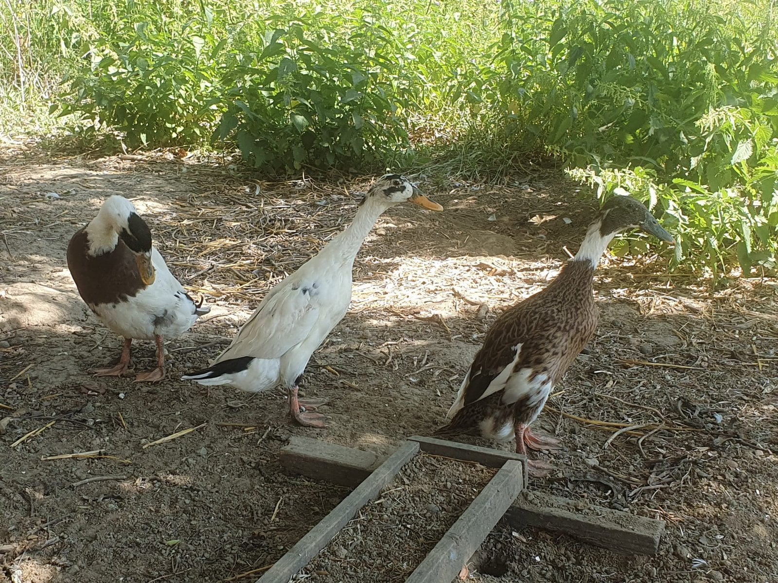 Trio de canard coureur indien pure race à vendre, Animaux & Accessoires, Plusieurs animaux, Canard