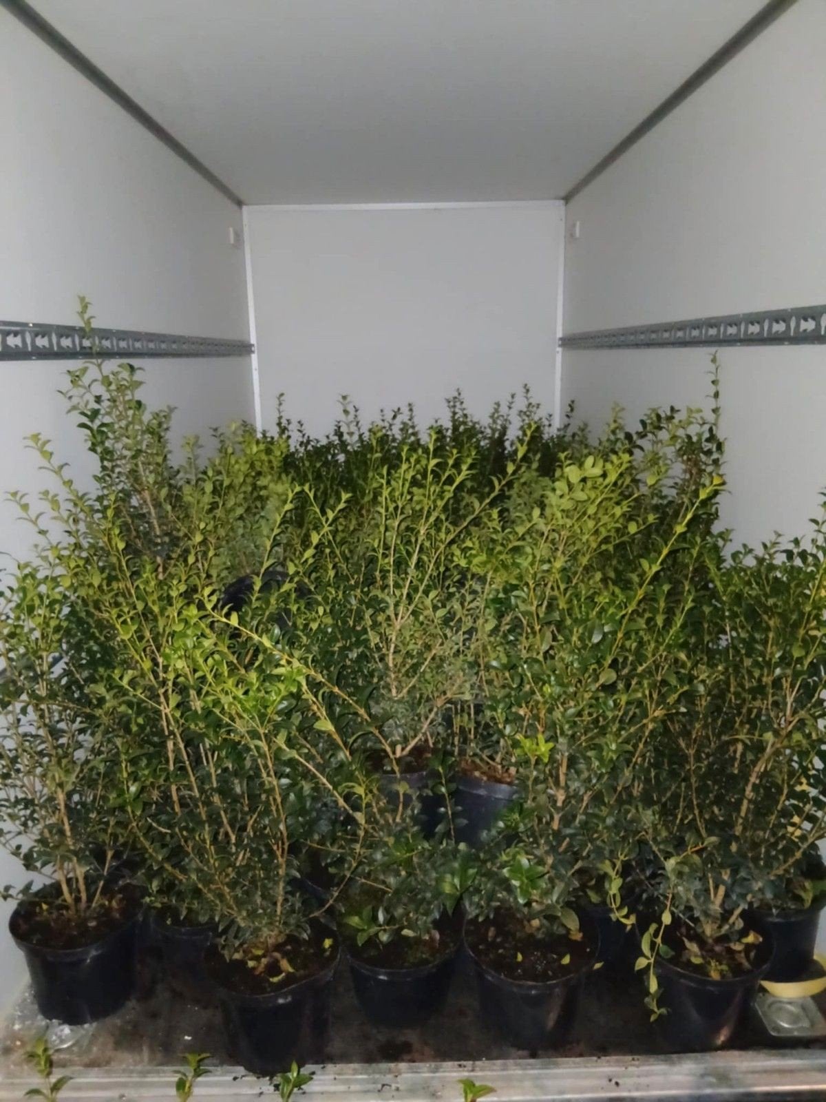 ‼️osmanthus Burkwoodii 60+ 5liter potten aan stuntprijzen‼️, Tuin en Terras, Planten | Tuinplanten, Ophalen