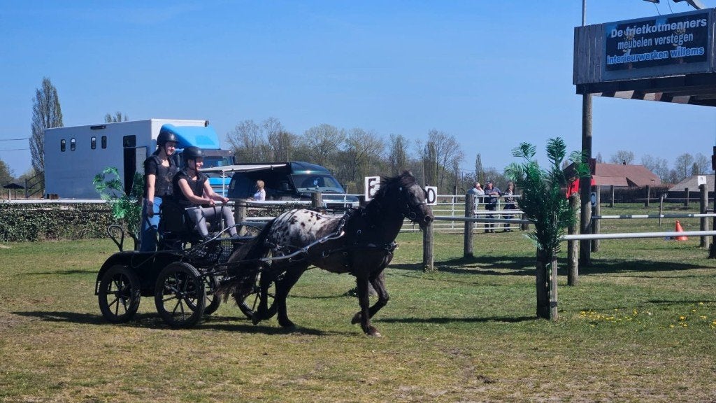 Appaloosa C-pony  Gouden karakter | Zadel & mennen, Merrie, Met stamboom, M, 3 tot 6 jaar