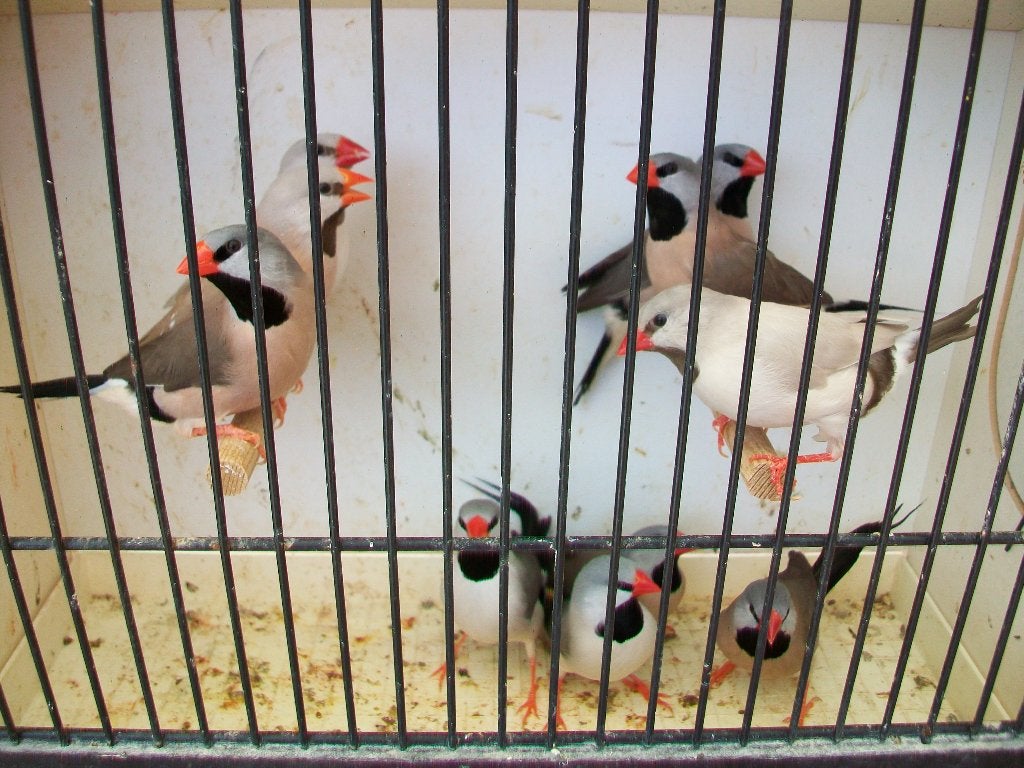 10 stuks spitsstaart amadines, Animaux & Accessoires, Oiseaux | Oiseaux Autre, Sexe inconnu, Oiseau tropical