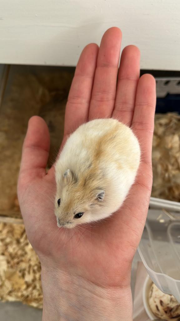 1/5 Bonte mandarijn Russische dwerghamsters, Dieren en Toebehoren, Hamster, Mei, Meerdere dieren, Tam