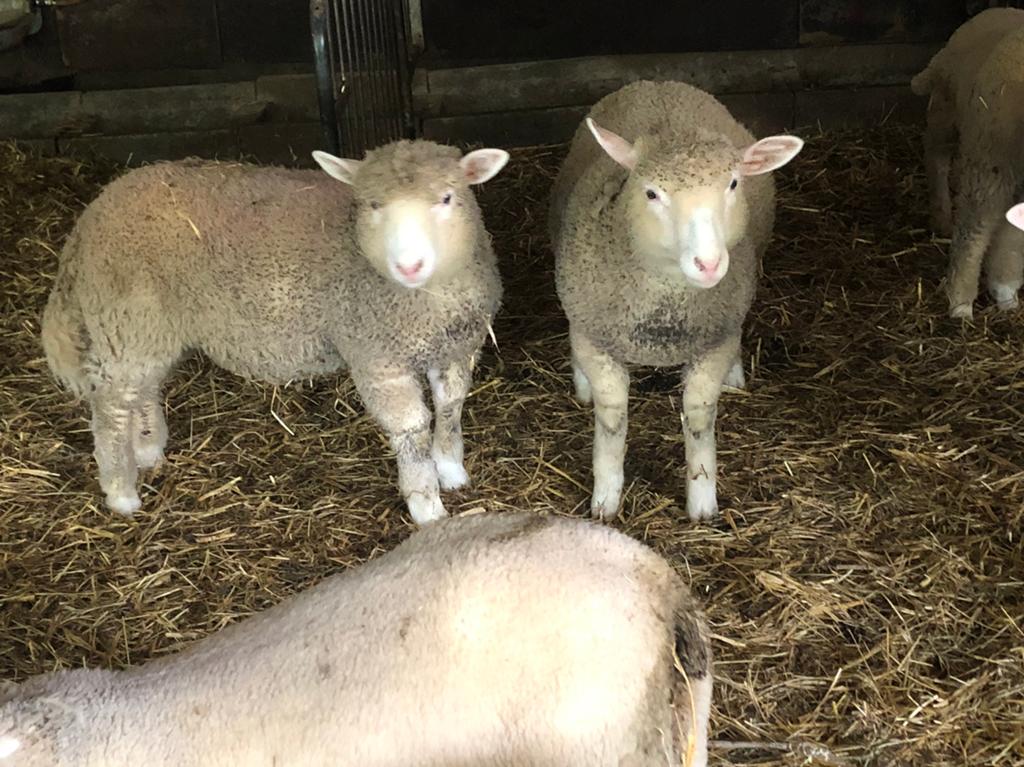 2 poll dorset ooitjes, Dieren en Toebehoren, Vrouwelijk, Schaap, 0 tot 2 jaar