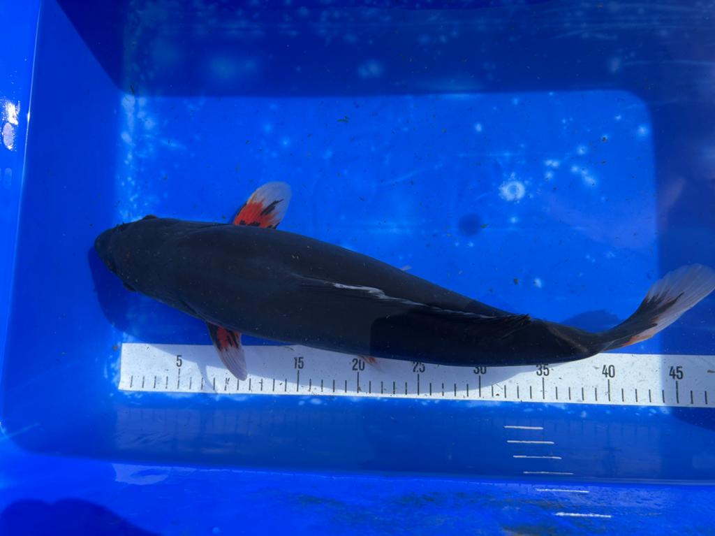 Beni kimunryu 45 cm Japanse koi, Dieren en Toebehoren, Karper of Koi
