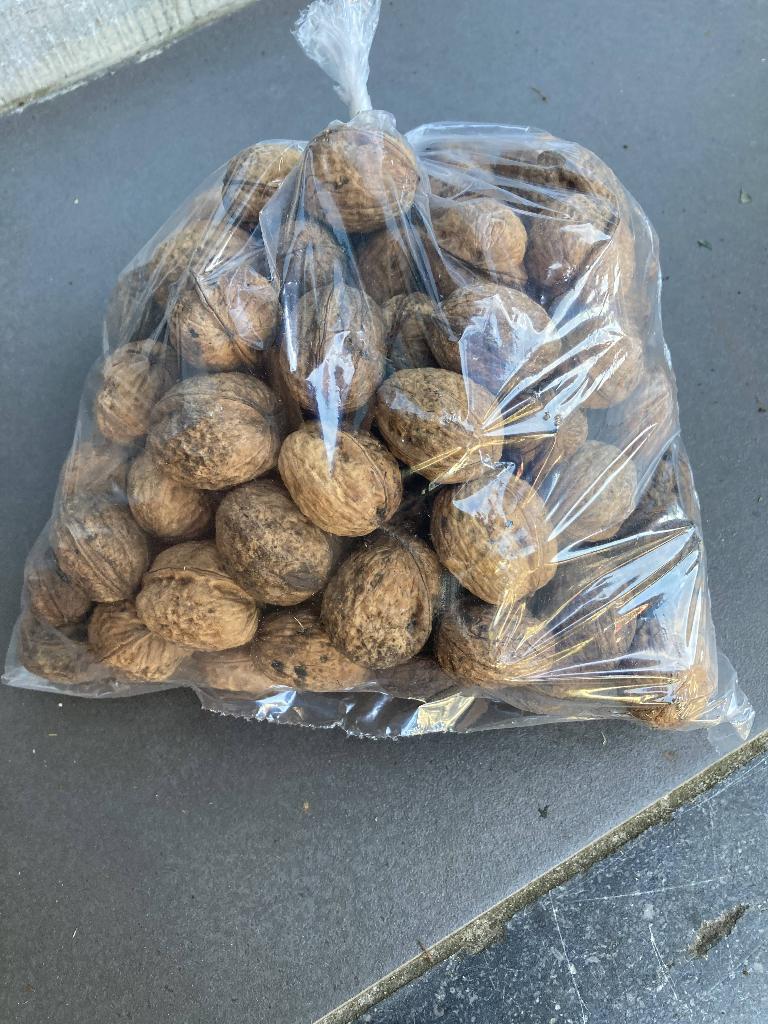 Noten van onze boom 4 euro/kg, Tuin en Terras, Ophalen of Verzenden
