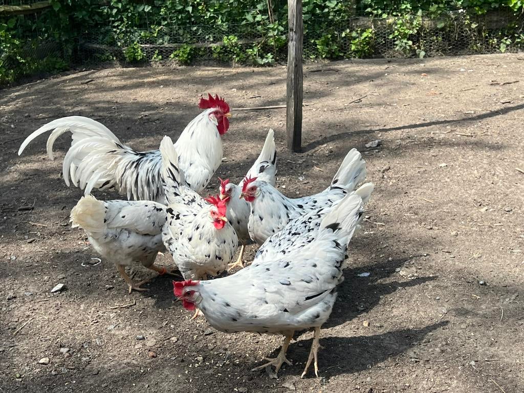 Onverwante toom Bonte leghorn, Dieren en Toebehoren