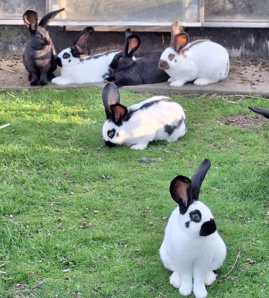 Groot lotharinger, Dieren en Toebehoren, Groot