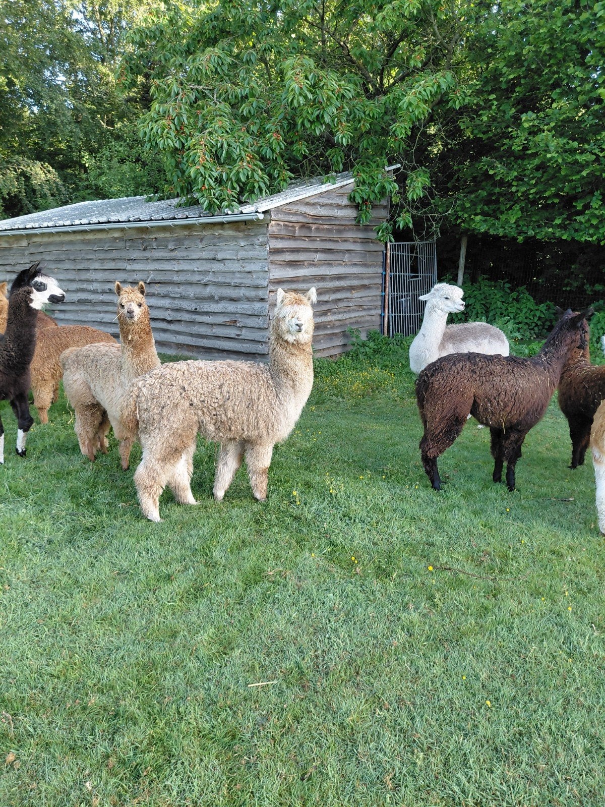 Prachtige alpaca merrie veulens, Juillet, Femelle