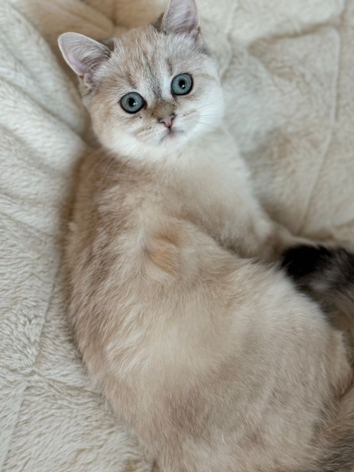 kittens Britse korthaar, Animaux & Accessoires, Plusieurs animaux, Vermifugé, 0 à 2 ans
