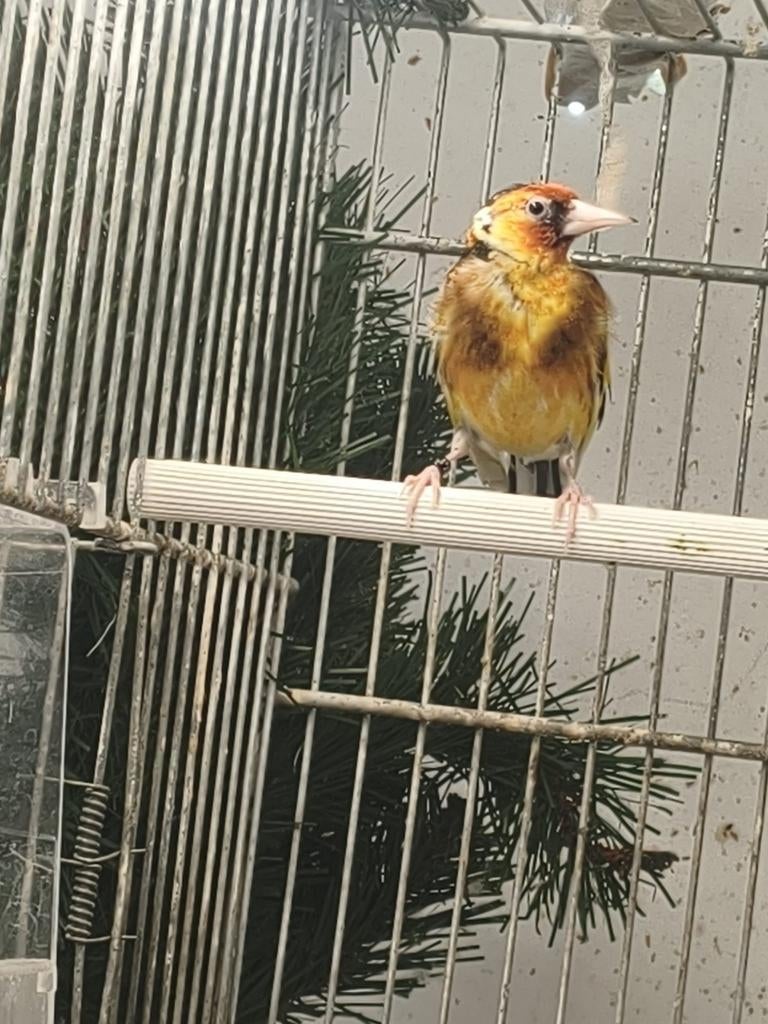 Parva distelvink major putters, Dieren en Toebehoren