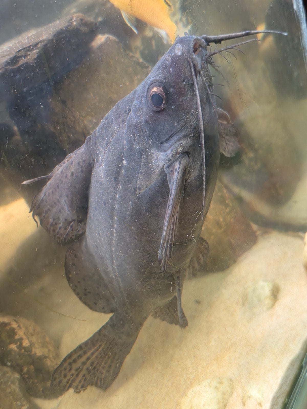 poisson-chat, Animaux & Accessoires, Poisson